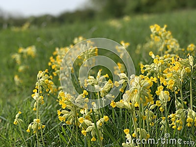 Meadow cowslips colonising field in springtime Stock Photo