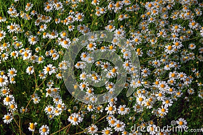 Meadow with daisies Stock Photo