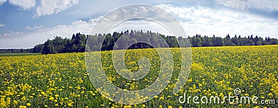 Meadow with dandelions and lucerne Stock Photo