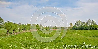 Meadow with ditch, pollard willow trees and reed Flemish countryside Stock Photo