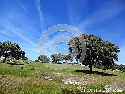 Meadow in Extremadura Stock Photo