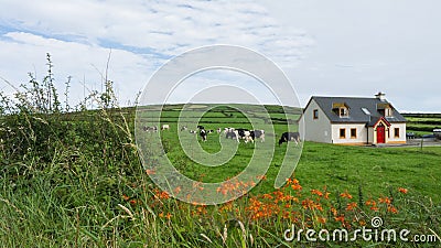 Meadow with farm animals Stock Photo