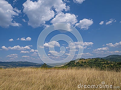 Meadow field with wheat corn grain cereal crops. Stock Photo