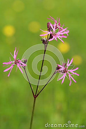 Meadow flower Ragged Robin Lychnis flos-cuculi Stock Photo