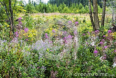 Meadow flowers, Babia hora, Orava, Slovakia Stock Photo