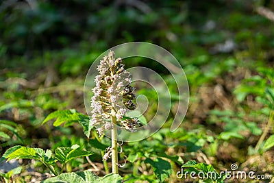 Meadow flowers - beautiful yellow and pink flowers in the nature. Stock Photo