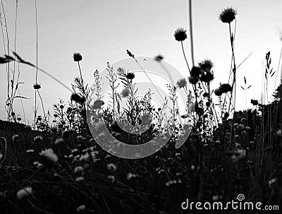 Meadow with flowers in black and white Stock Photo