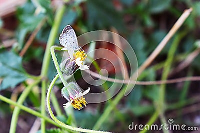 Meadow flowers and butterfly, blur background. Stock Photo