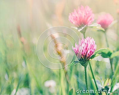 Meadow with flowers of clover Stock Photo