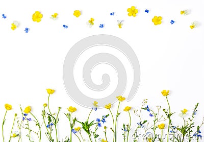 Meadow flowers with field buttercups and pansies isolated on white background. Top view with copy space. Stock Photo
