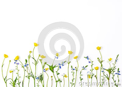 Meadow flowers with field buttercups and pansies isolated on white background. Top view. Flat lay. Stock Photo
