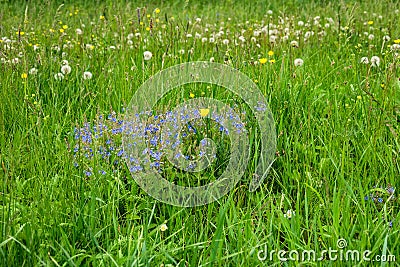 Meadow flowers in Central Russia Stock Photo