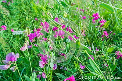 sweet pea flower Stock Photo