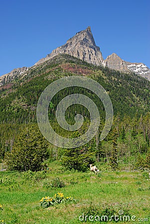 Meadow, forest and mountain Stock Photo