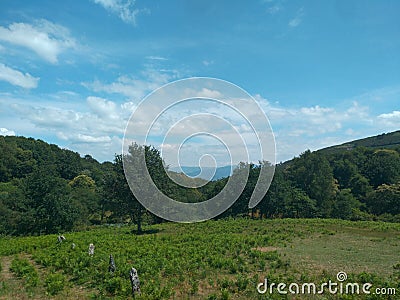 Meadow and forest Stock Photo