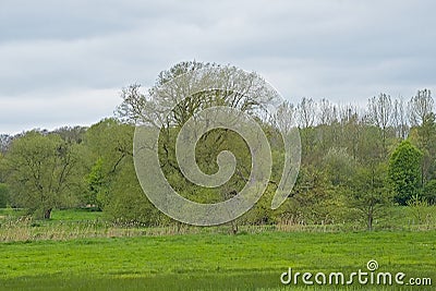 meadow with fresh green spring trees in the flemish countryside Stock Photo