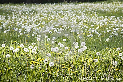 Meadow full of dandelions, grass and yellow wildflowers, spring in the field, selective focus and blur front and back Stock Photo