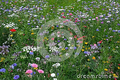 Meadow full of a variety of colorful wild flowers including blue cornflowers, and buttercups amongst the grass, England UK Stock Photo