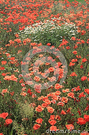 Meadow Full of Wild Flowers Stock Photo