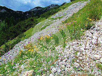 Meadow full of wildflowers incl. hawkbit (Leontodon pyrenaicus) Stock Photo