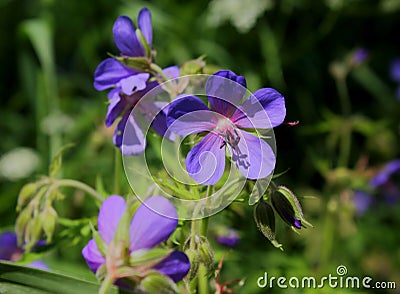 Meadow geranium flowers in the grass in the field. Wild flower. Stock Photo