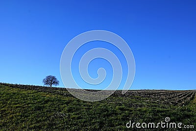 Meadow in Germany Stock Photo