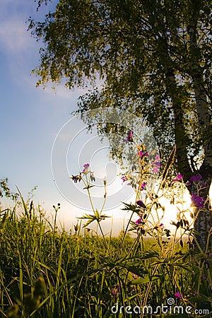 Meadow grass Stock Photo