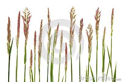 Meadow Grass Stock Photo