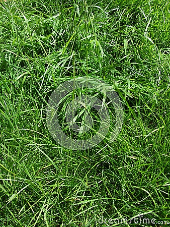 Meadow grass Stock Photo