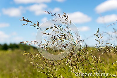 Meadow grass against the blue summer sky Stock Photo