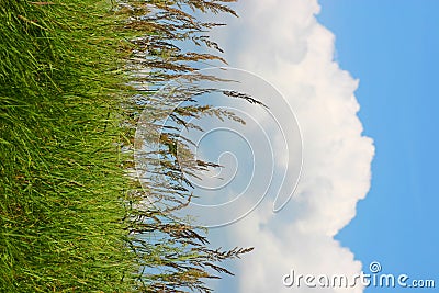 Meadow grass and a blue cloudy sky Stock Photo