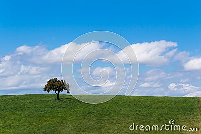 Meadow, grass land with tree, blue sky, screen saver computer Stock Photo