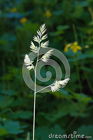 Meadow grass in the sun, The word festuca is a Latin word for the stem, first used by Pliny the Elder to describe the weeds Stock Photo
