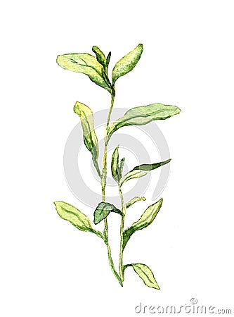 Meadow grass, wild herb plant. Watercolor illustration Cartoon Illustration