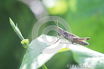 Meadow Grasshopper Chorthippus parallelus. Macro photograph of a brown grasshopper sitting on Echinacea purpurea flower eastern Stock Photo