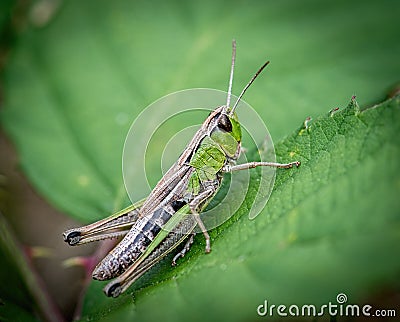 Meadow Grasshopper Chorthippus parallelus Stock Photo