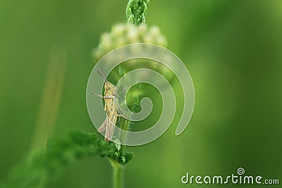 Meadow grasshopper Stock Photo