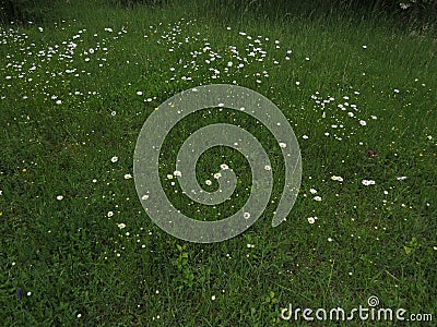 Meadow green grass and daisy moonflowers in spring with the calmness and relation with nature. Stock Photo