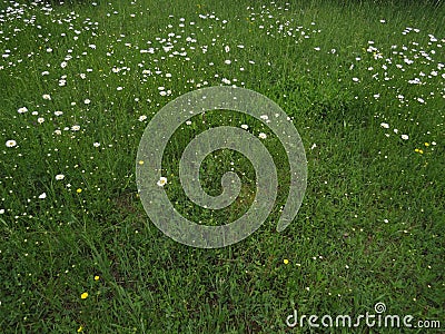 Meadow green grass and daisy moonflowers in spring with the calmness and relation with nature. Stock Photo