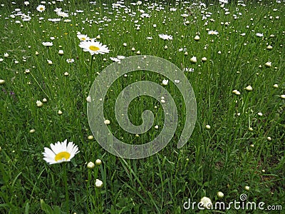 Meadow green grass and daisy moonflowers in spring with the calmness and relation with nature. Stock Photo