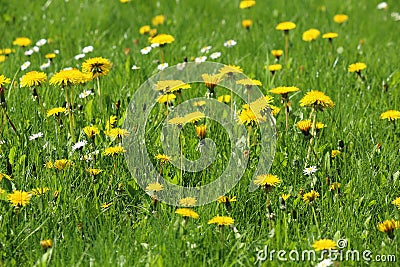 Meadow with green grass and dandelion and daisy blossoms Stock Photo