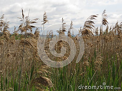 Meadow green grass in spring with the calmness and relation with nature. Stock Photo