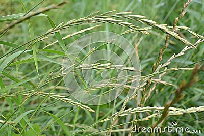 In the meadow growing cereal plant couch grass Elymus repens Stock Photo