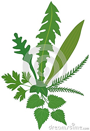 Meadow Herbs Vector Illustration
