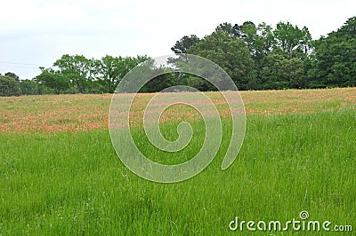 Meadow with Indian Paintbrush and Trees Stock Photo