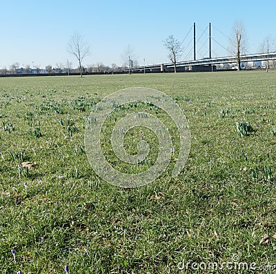 Meadow with isolated crocuses with closed flowers, daffodils. not yet in bloom. In the background a bridge. Stock Photo