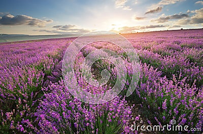 Meadow of lavender. Stock Photo