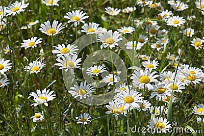 White and yellow flowers of leucanthemum vulgare Stock Photo