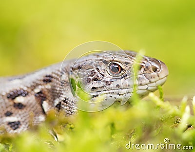Meadow lizard Stock Photo
