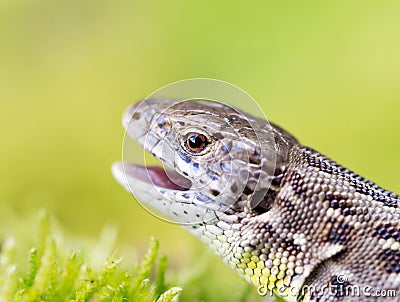 Meadow lizard Stock Photo
